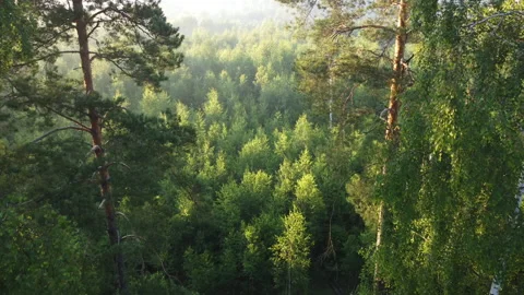 View of the forest Stock Footage 161581504