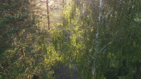 View of the forest Stock Footage 161581776