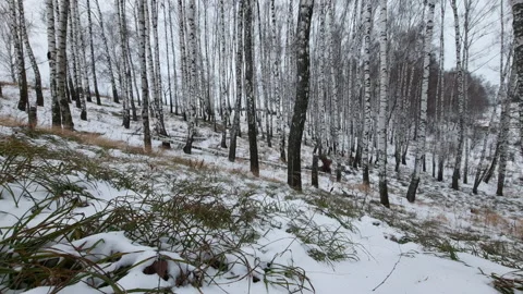 View of the forest Stock Footage 161581803