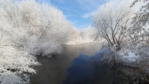 View of the forest Stock Footage 161583658