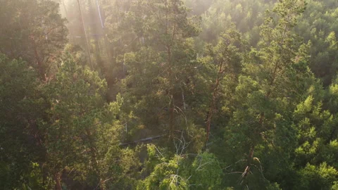 View of the forest Stock Footage 161585920