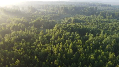 View of the forest Stock Footage 161586513