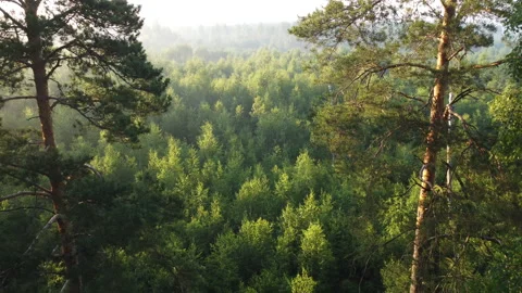 View of the forest Stock Footage 161586524
