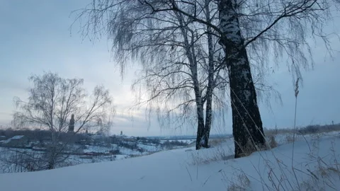 View of the forest Stock Footage 161595356