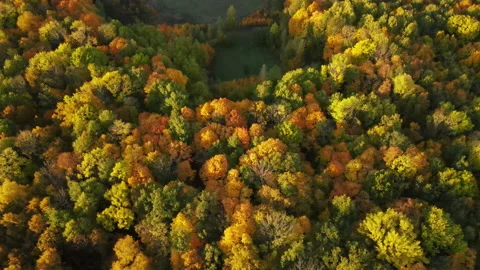 View of the forest Stock Footage 162095033