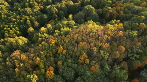View of the forest Stock Footage 162095923
