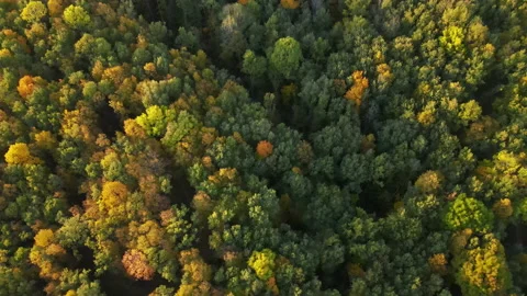 View of the forest Stock Footage 162101531