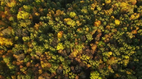 View of the forest Stock Footage 162105951