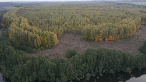 View of the forest Stock Footage 162357778