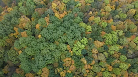 View of the forest Stock Footage 162364609