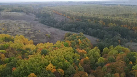 View of the forest Stock Footage 162365380