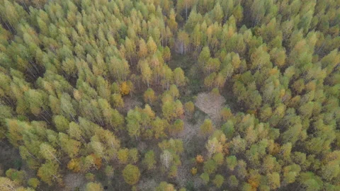 View of the forest Stock Footage 162365401