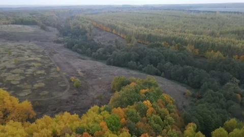 View of the forest Stock Footage 162366999