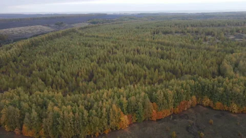 View of the forest Stock Footage 162367638