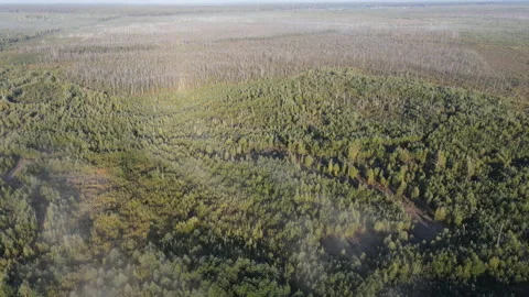 View of the forest Stock Footage 162406125