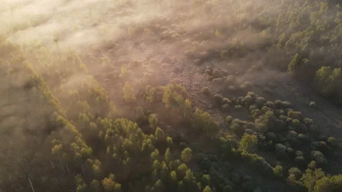 View of the forest Stock Footage 162407183