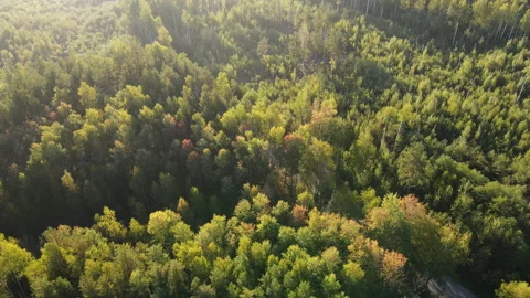 View of the forest Stock Footage 162409951