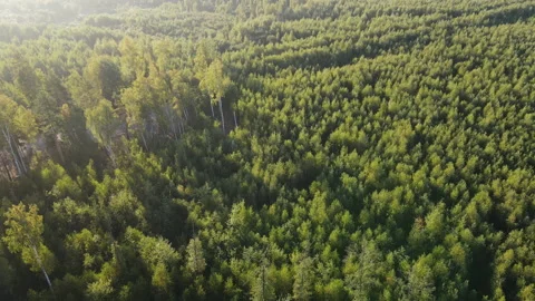 View of the forest Stock Footage 162416722