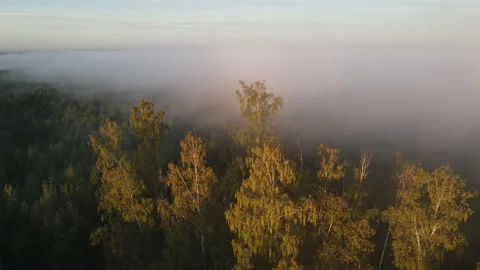 View of the forest Stock Footage 162423969