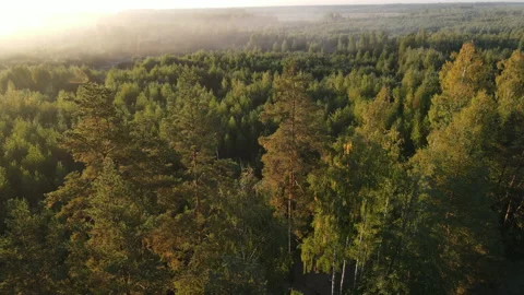 View of the forest Stock Footage 162425413