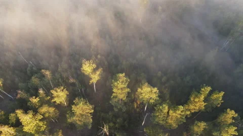 View of the forest Stock Footage 162426742