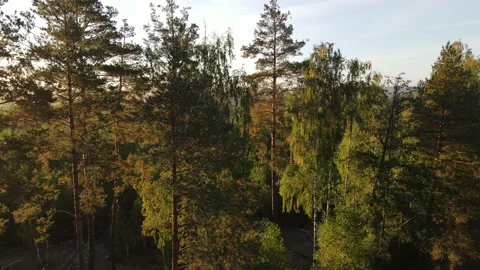 View of the forest Stock Footage 162429559