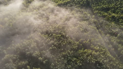View of the forest Stock Footage 162429759