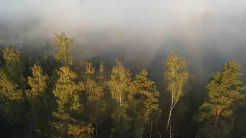 View of the forest Stock Footage 162434362