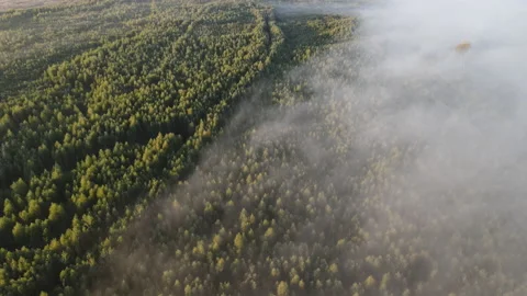 View of the forest Stock Footage 162437643