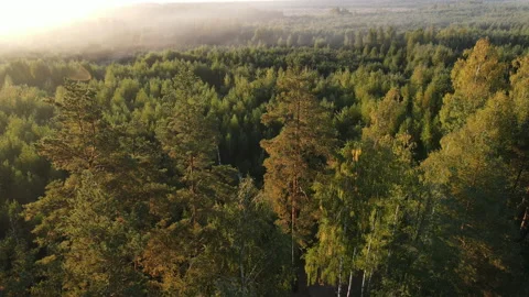 View of the forest Stock Footage 162437957