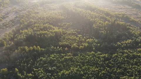View of the forest Stock Footage 162440757