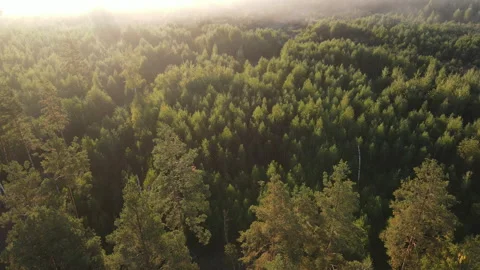 View of the forest Stock Footage 162443974
