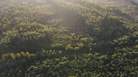View of the forest Stock Footage 162446666