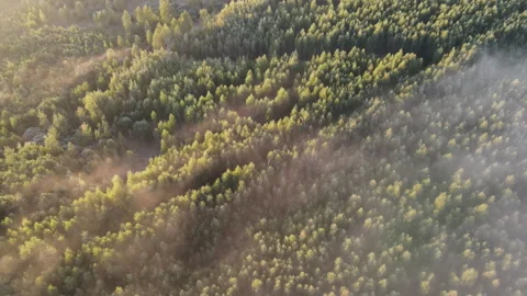 View of the forest Stock Footage 162447673
