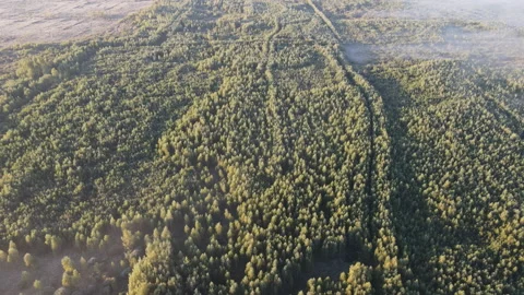 View of the forest Stock Footage 162447981