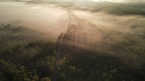 View of the forest Stock Footage 162452503