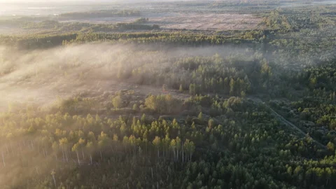 View of the forest Stock Footage 162463306