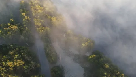 View of the forest Stock Footage 162469980