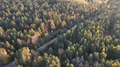 View of the forest Stock Footage 162783192