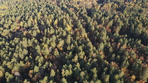 View of the forest Stock Footage 162784562