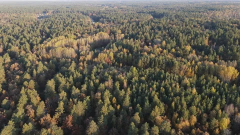 View of the forest Stock Footage 162792668