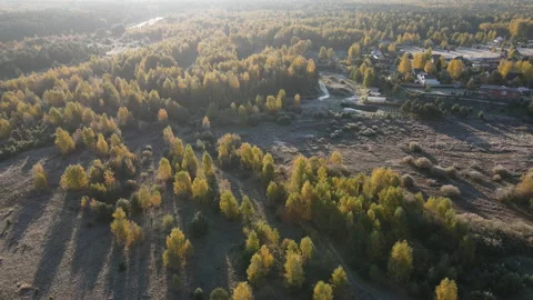 View of the forest Stock Footage 162799933