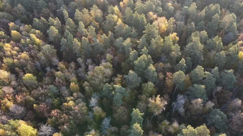 View of the forest Stock Footage 162802671