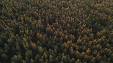 View of the forest Stock Footage 163249722