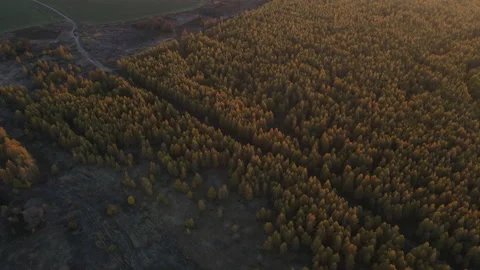 View of the forest Stock Footage 163254438