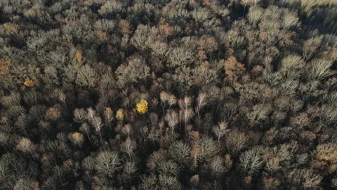 View of the forest Stock Footage 163854740