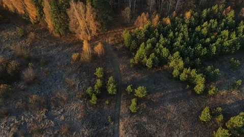 View of the forest Stock Footage 163856012