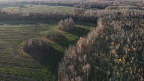 View of the forest Stock Footage 163874911