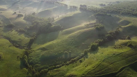 View of the forest Stock Footage 164004916