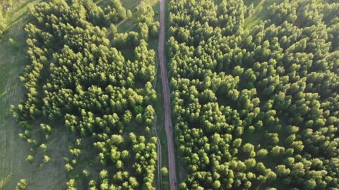 View of the forest Stock Footage 164004969